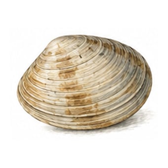 Palourde — espèce de fruit de mer de la côte de Lisbonne à Cascais