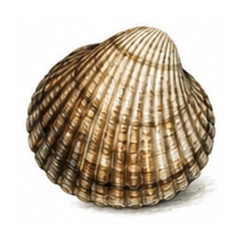 Coque — espèce de fruit de mer de la côte de Lisbonne à Cascais