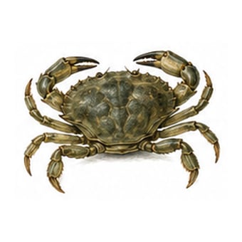 Crabe vert — espèce de fruit de mer de la côte de Lisbonne à Cascais
