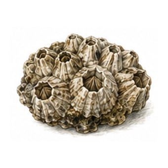 Balanes — espèce de fruit de mer de la côte de Lisbonne à Cascais