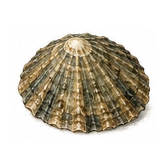 Patelle — espèce de fruit de mer de la côte de Lisbonne à Cascais