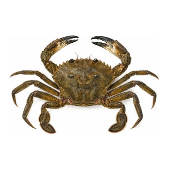 Étrille — espèce de fruit de mer de la côte de Lisbonne à Cascais